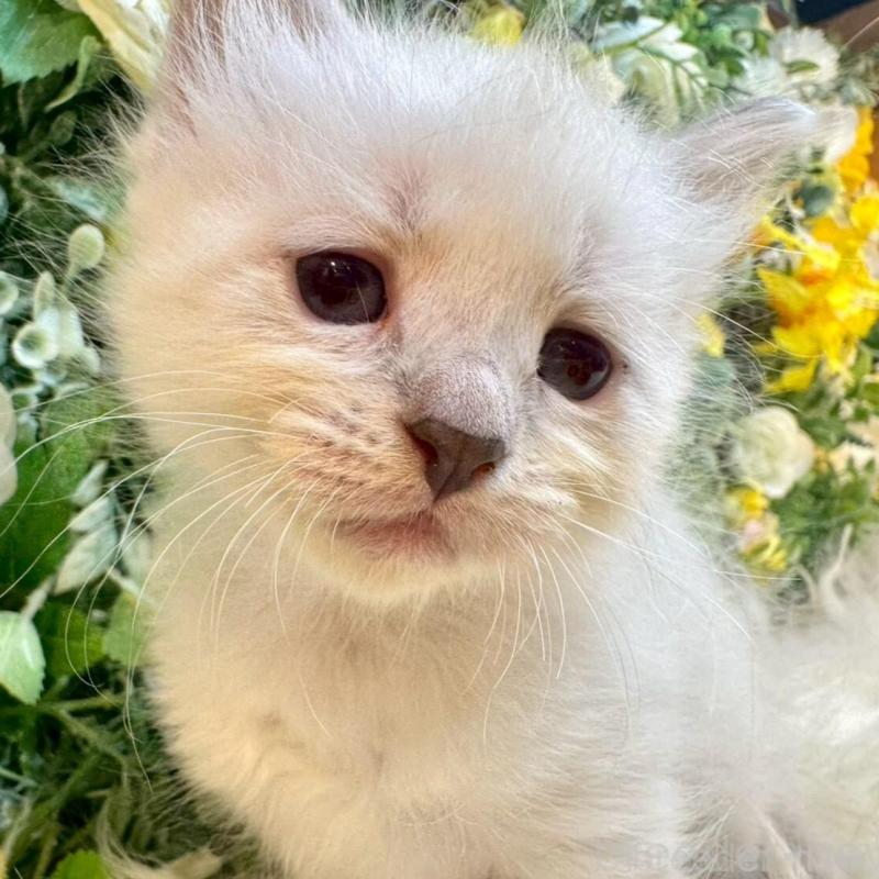 販売中の愛媛県のサイベリアン-132821