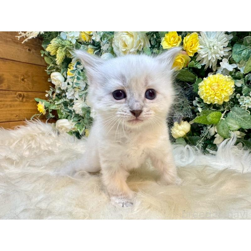 販売中の愛媛県のサイベリアン-132822の15枚目