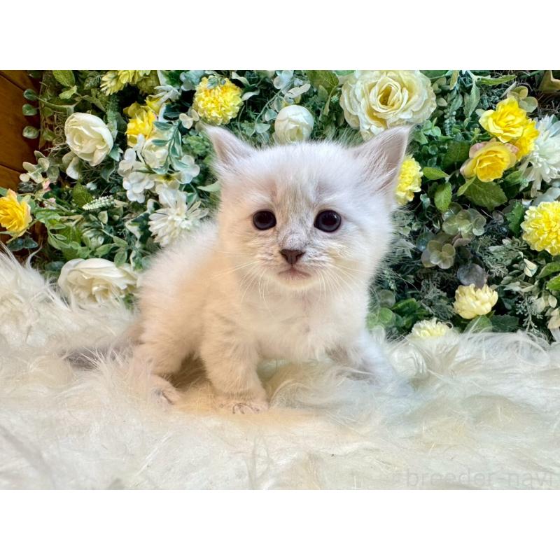 販売中の愛媛県のサイベリアン-132822の14枚目