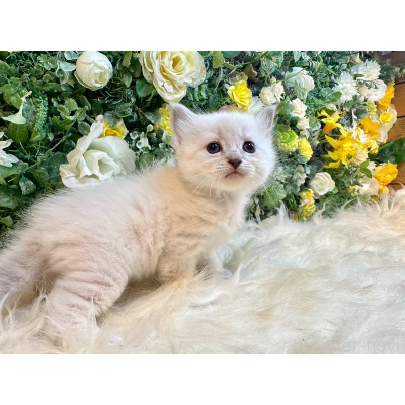 販売中の愛媛県のサイベリアン-132822の13枚目