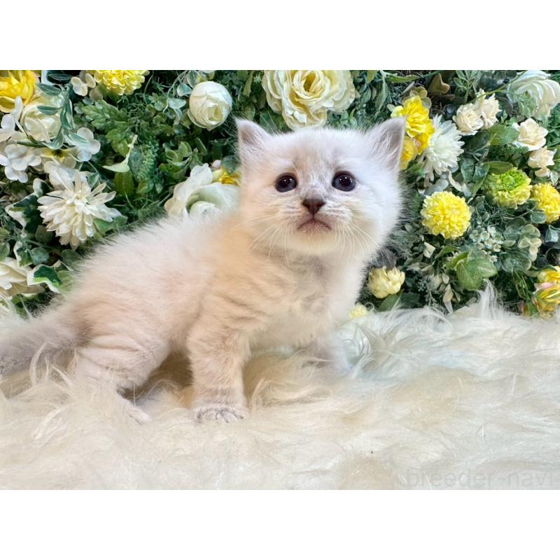 販売中の愛媛県のサイベリアン-132822の12枚目