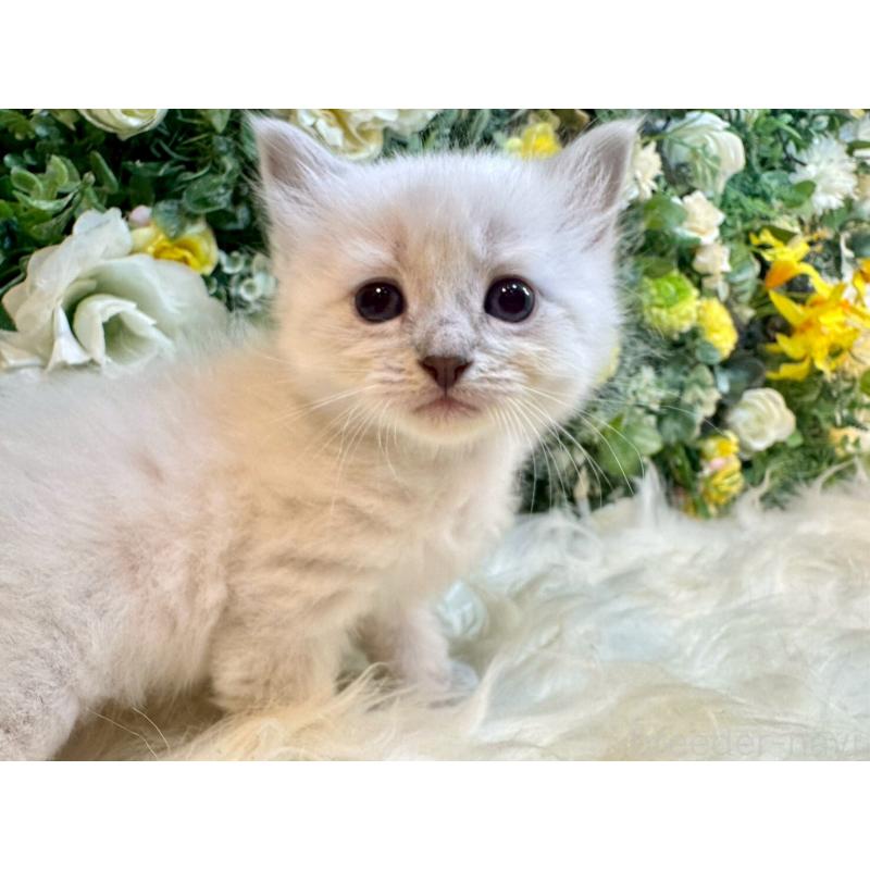 販売中の愛媛県のサイベリアン-132822の11枚目