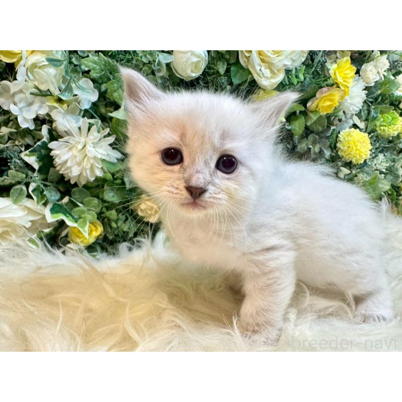 販売中の愛媛県のサイベリアン-132822の10枚目