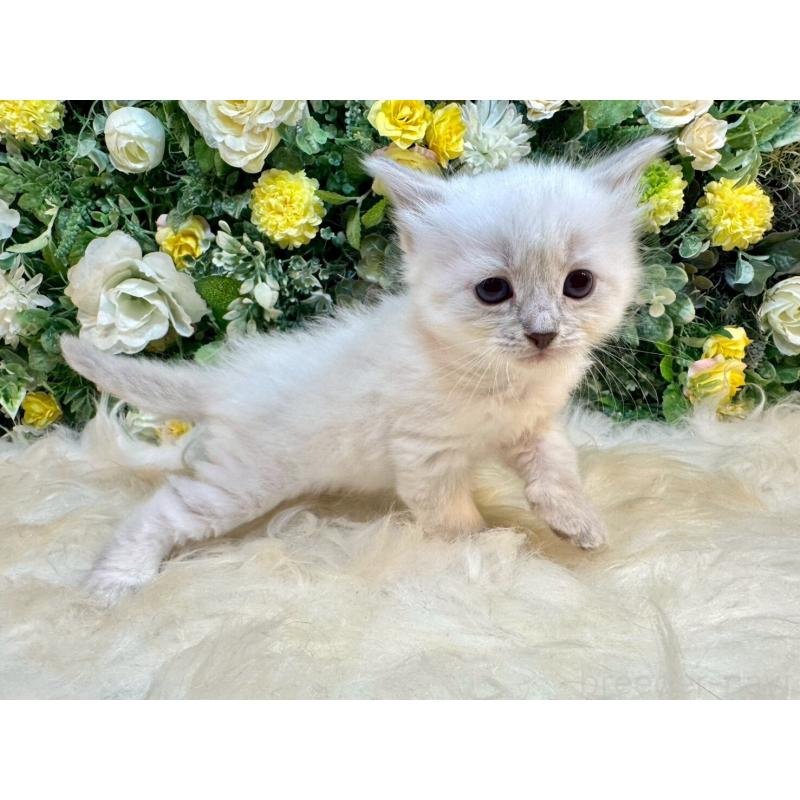 販売中の愛媛県のサイベリアン-132822の9枚目