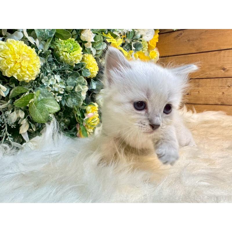 販売中の愛媛県のサイベリアン-132822の8枚目