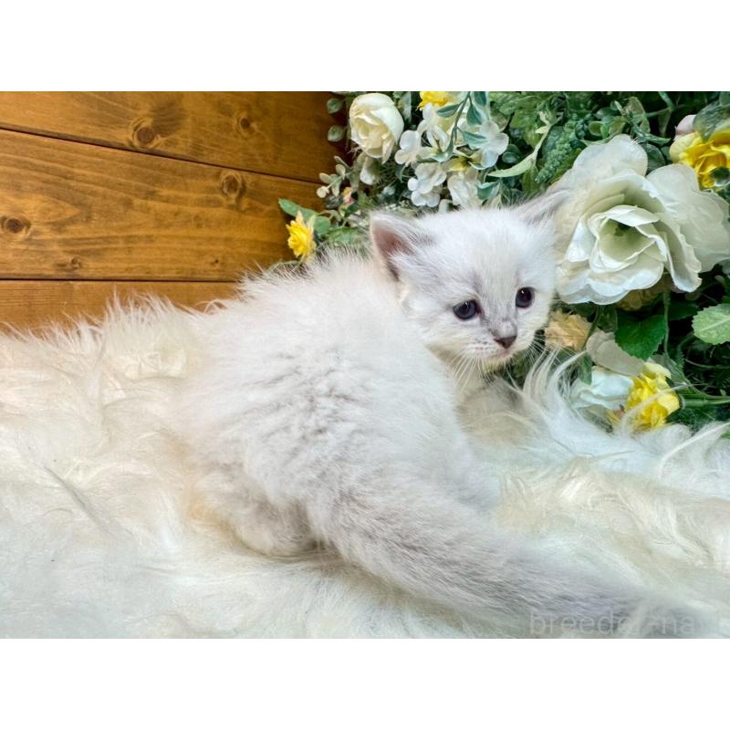 販売中の愛媛県のサイベリアン-132822の7枚目