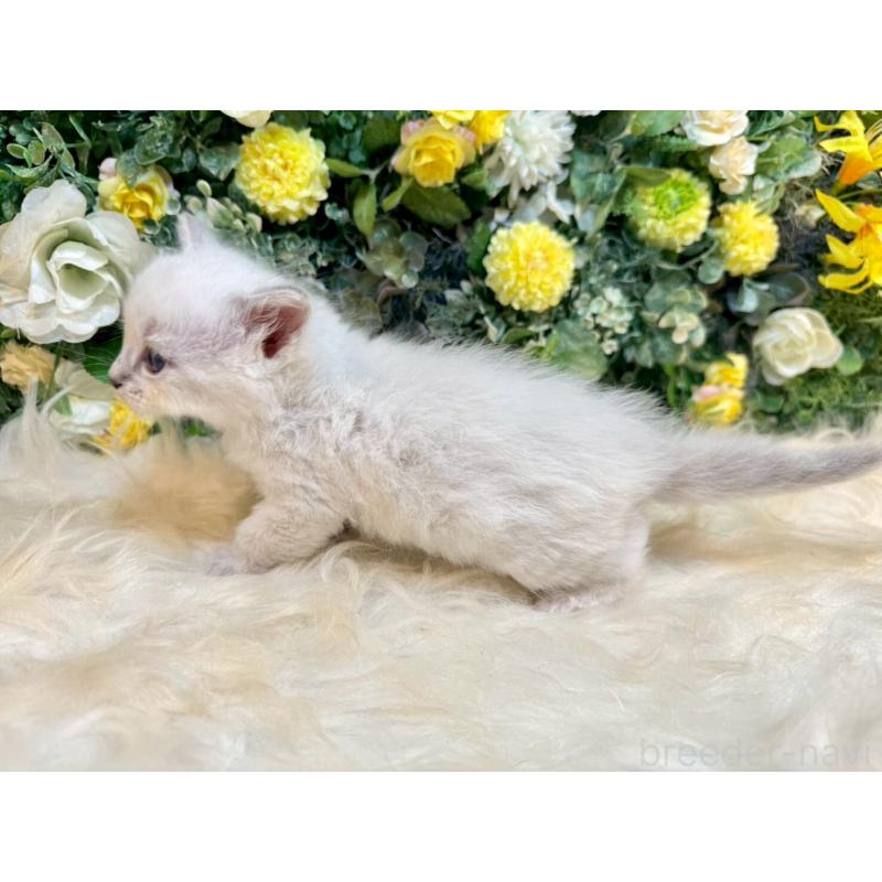 販売中の愛媛県のサイベリアン-132822の6枚目