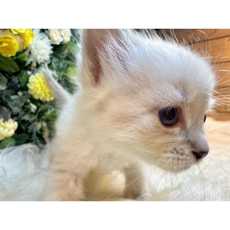 販売中の愛媛県のサイベリアン-132822の5枚目