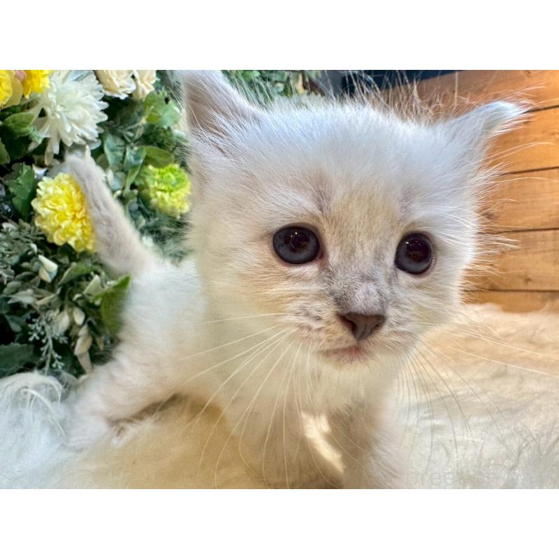 販売中の愛媛県のサイベリアン-132822の4枚目