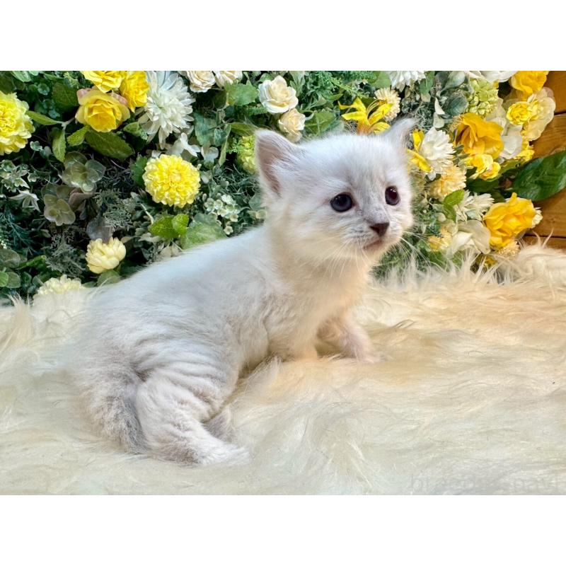 販売中の愛媛県のサイベリアン-132822の3枚目