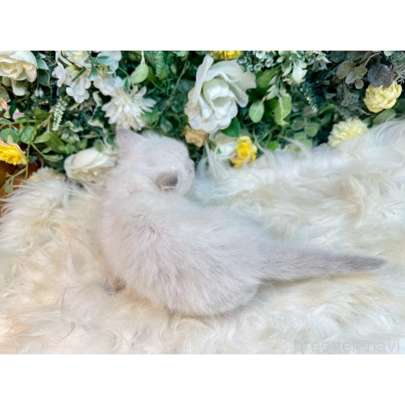 販売中の愛媛県のサイベリアン-132822の2枚目