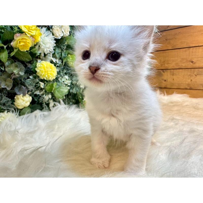 販売中の愛媛県のサイベリアン-132823の15枚目