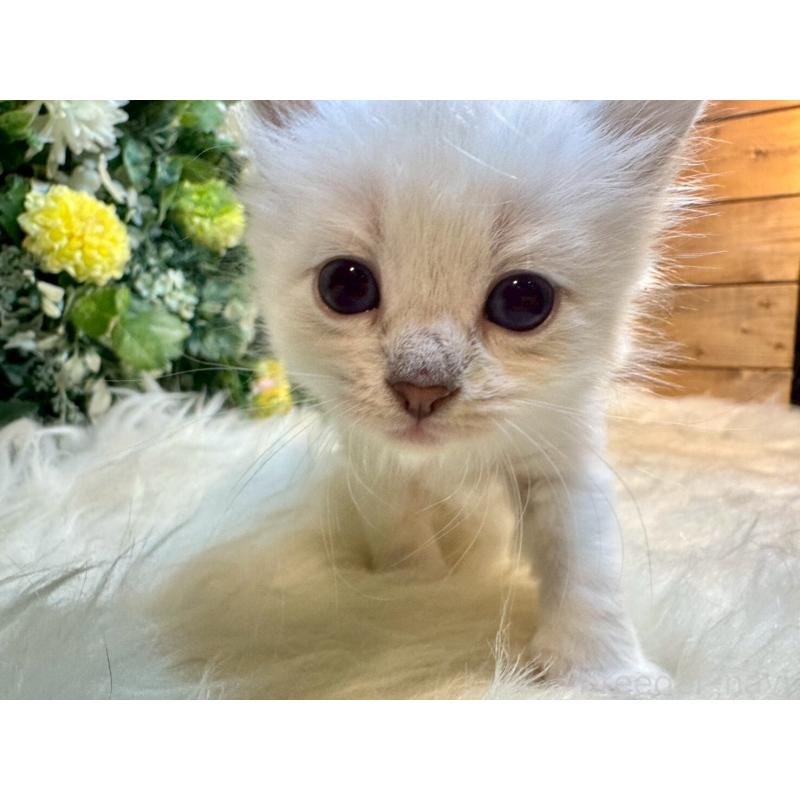 販売中の愛媛県のサイベリアン-132823の14枚目