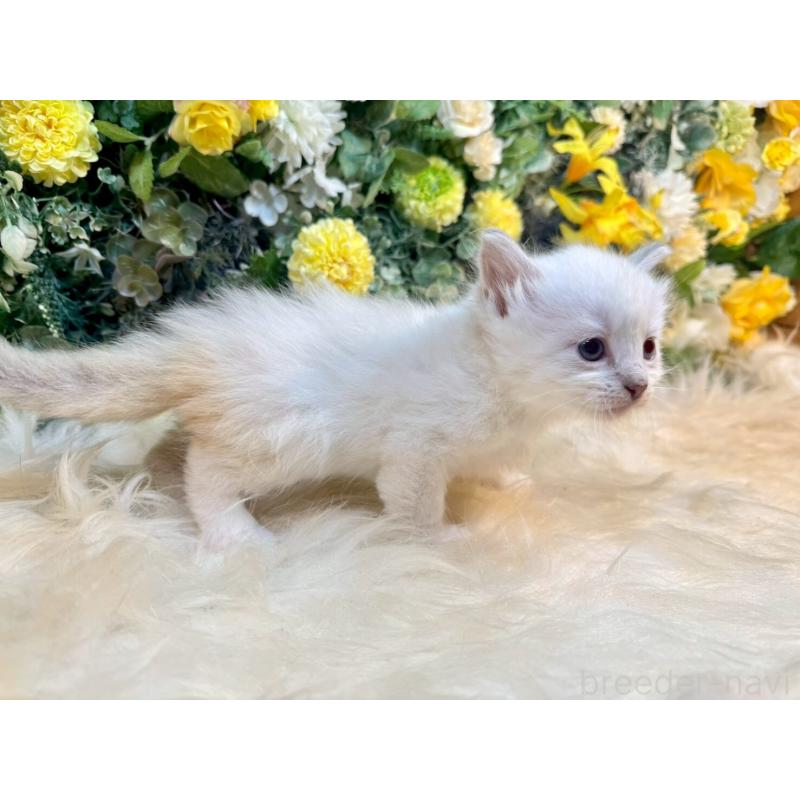 販売中の愛媛県のサイベリアン-132823の13枚目