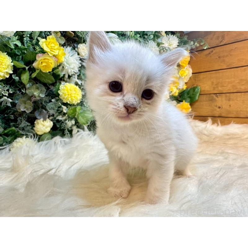 販売中の愛媛県のサイベリアン-132823の12枚目