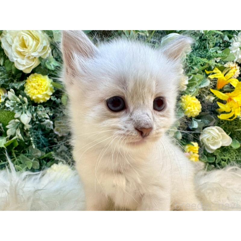 販売中の愛媛県のサイベリアン-132823の11枚目