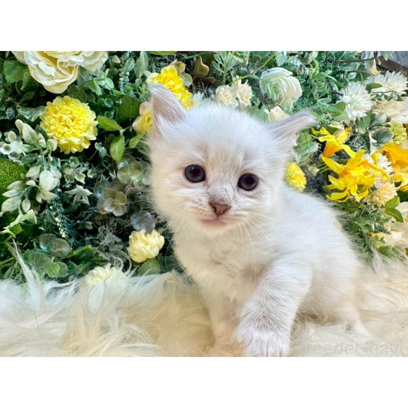 販売中の愛媛県のサイベリアン-132823の10枚目