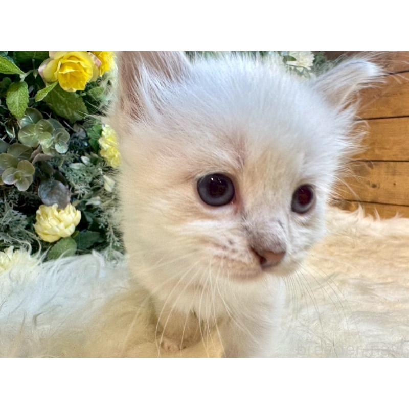 販売中の愛媛県のサイベリアン-132823の9枚目