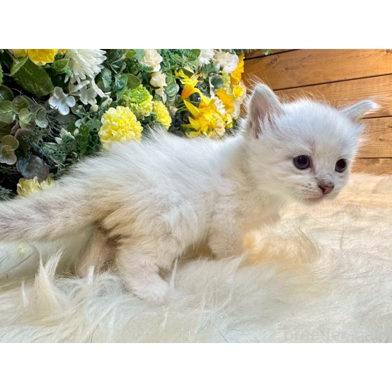 販売中の愛媛県のサイベリアン-132823の8枚目