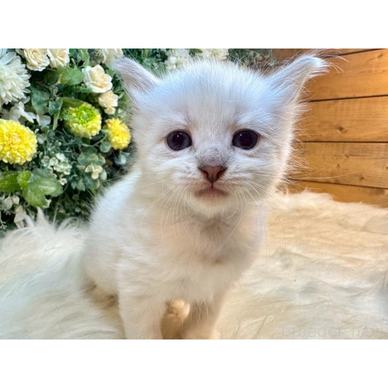 販売中の愛媛県のサイベリアン-132823の7枚目