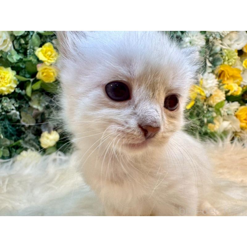 販売中の愛媛県のサイベリアン-132823の6枚目