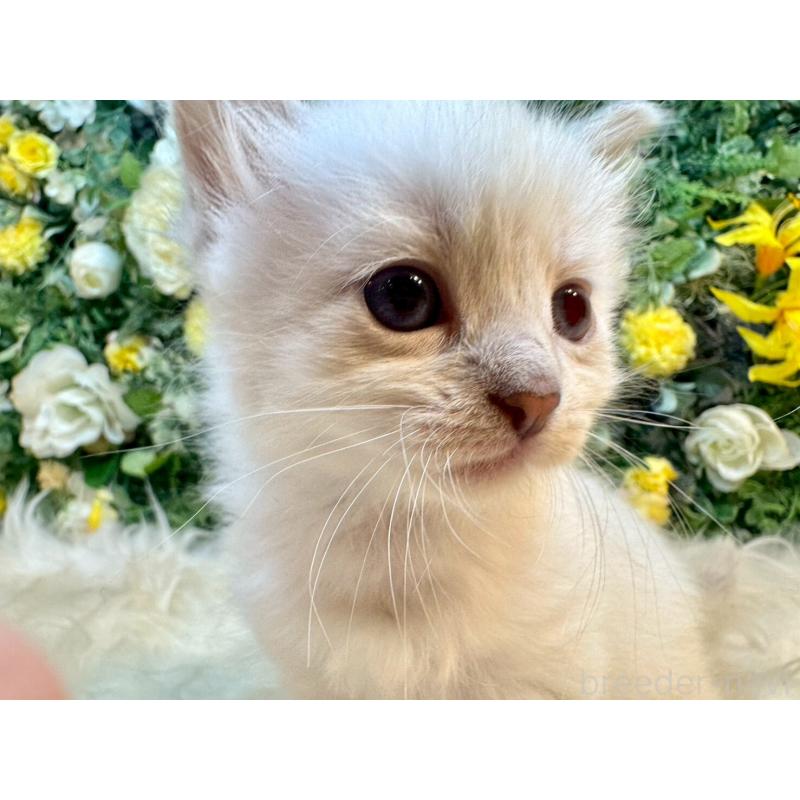 販売中の愛媛県のサイベリアン-132823の5枚目