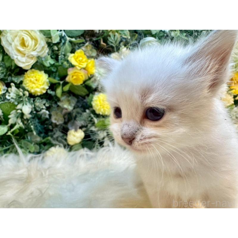 販売中の愛媛県のサイベリアン-132823の4枚目