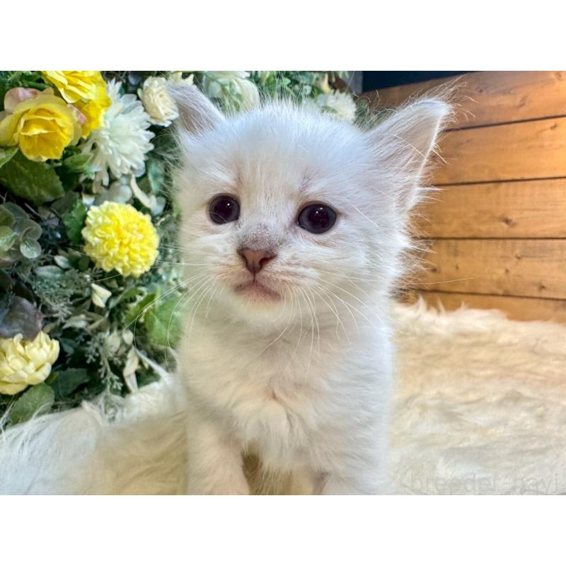 販売中の愛媛県のサイベリアン-132823の3枚目