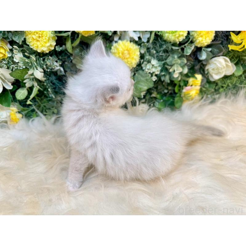 販売中の愛媛県のサイベリアン-132823の2枚目