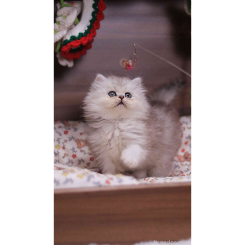 販売中の埼玉県のミヌエット-132824の8枚目