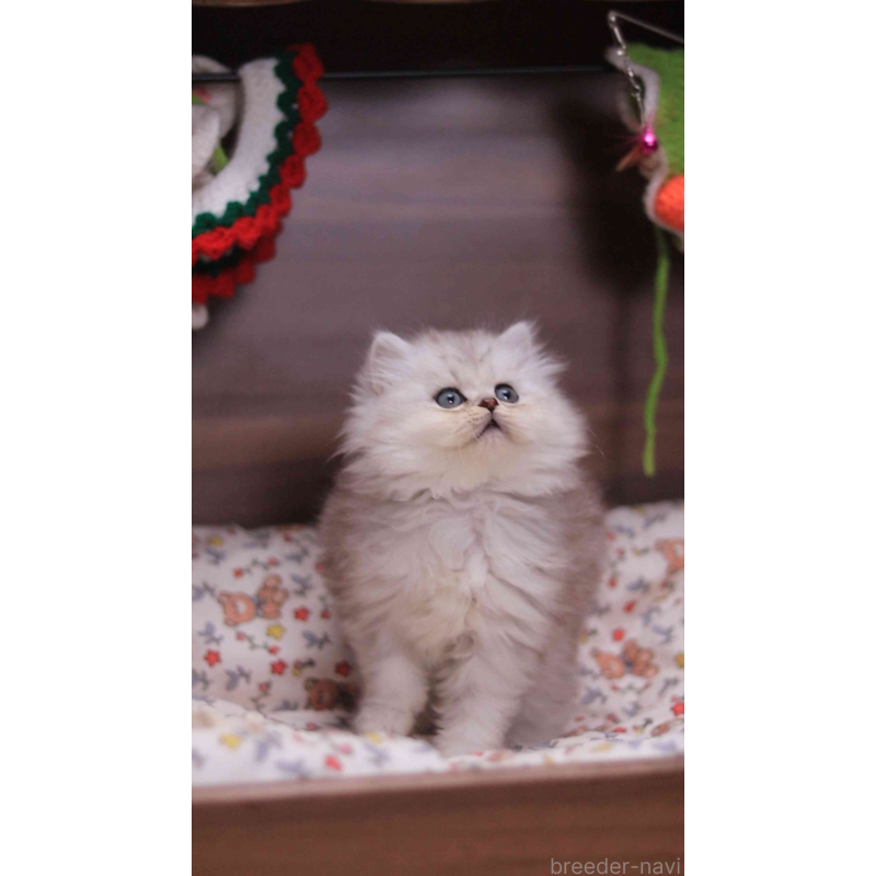 販売中の埼玉県のミヌエット-132824の7枚目