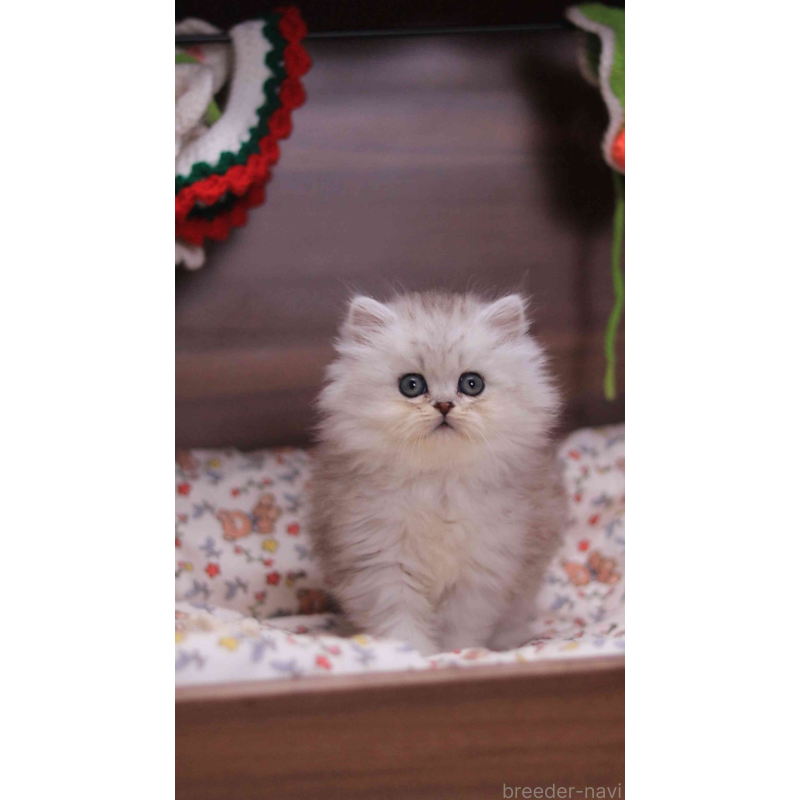 販売中の埼玉県のミヌエット-132824の6枚目