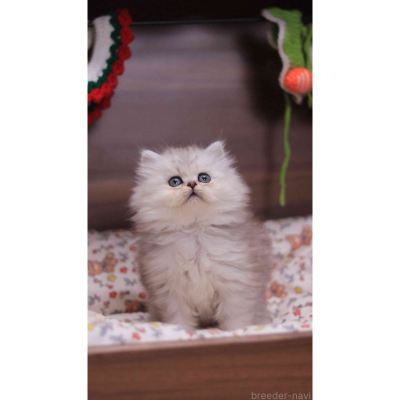 販売中の埼玉県のミヌエット-132824の5枚目