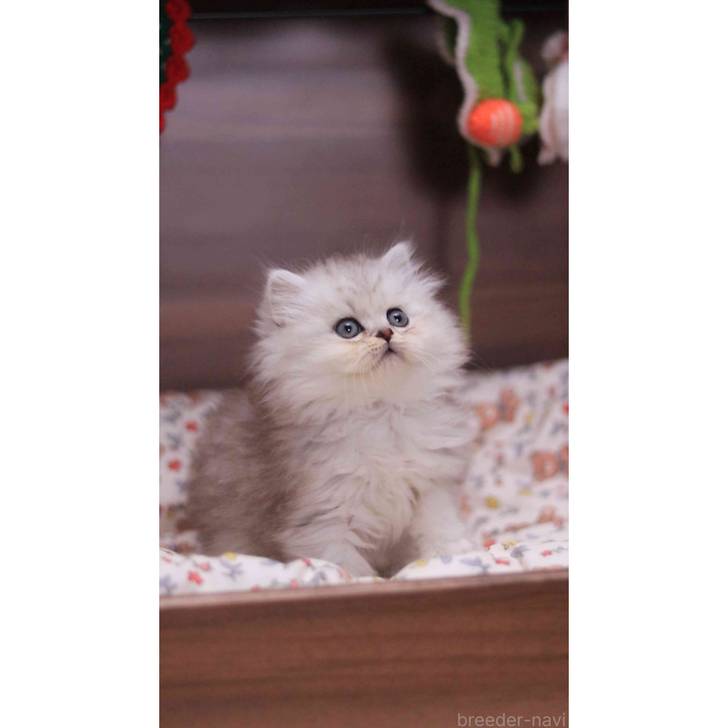 販売中の埼玉県のミヌエット-132824の4枚目