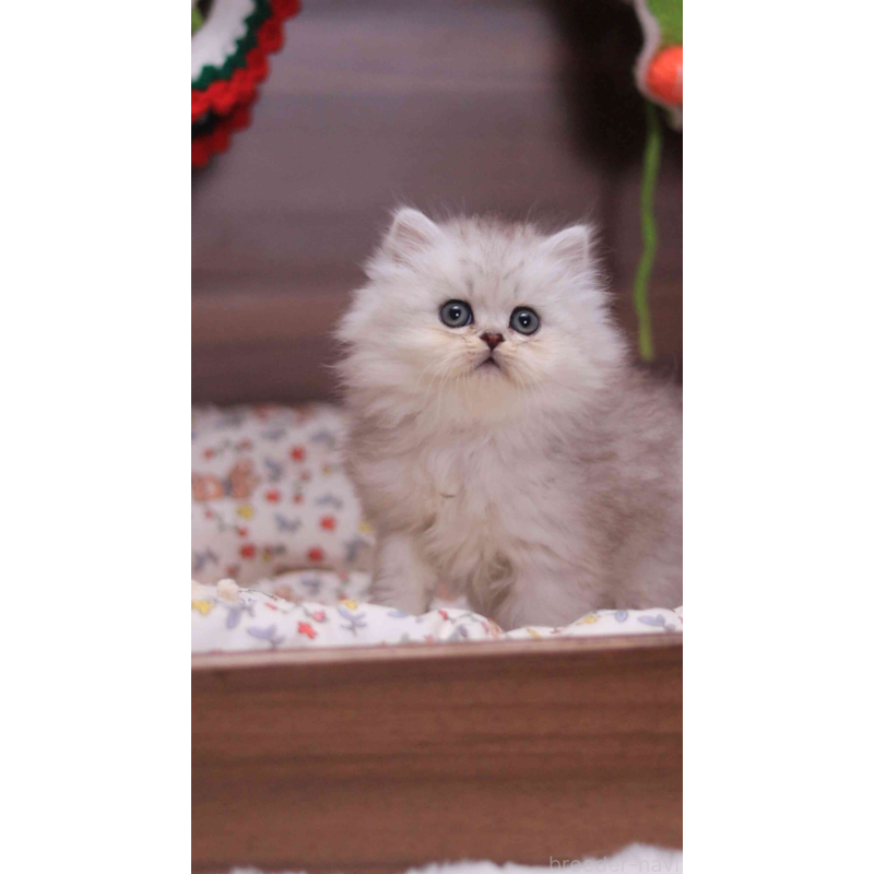 販売中の埼玉県のミヌエット-132824の3枚目