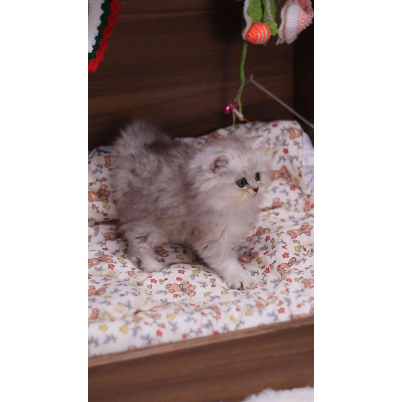 販売中の埼玉県のミヌエット-132824の2枚目