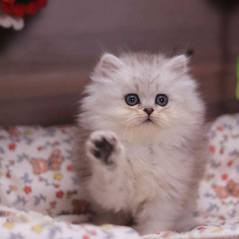 販売中の埼玉県のミヌエット-132824