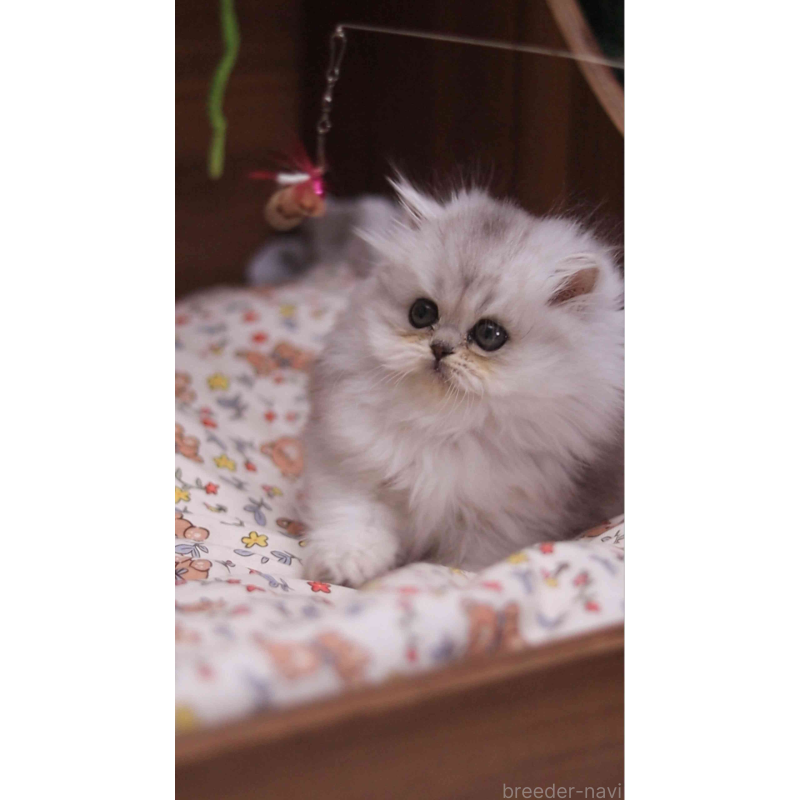 販売中の埼玉県のミヌエット-132825の5枚目