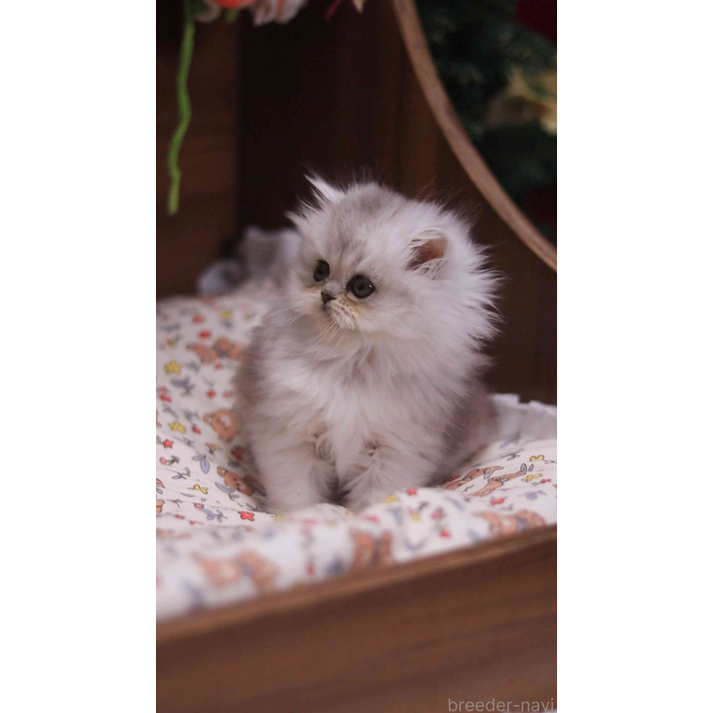 販売中の埼玉県のミヌエット-132825の4枚目