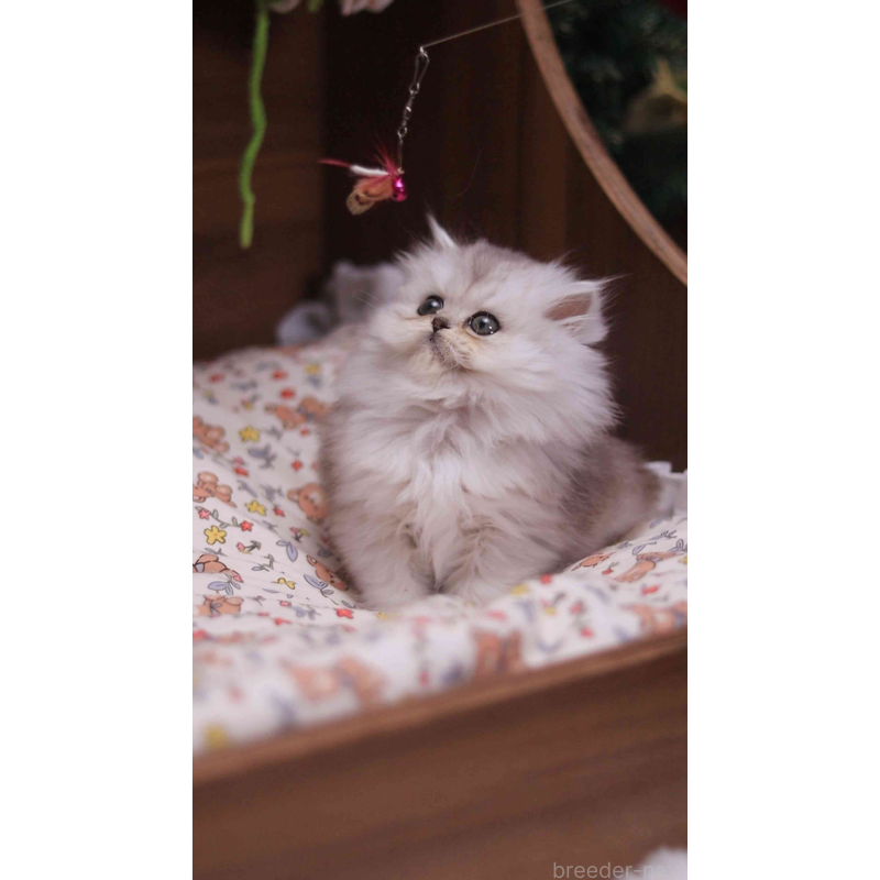 販売中の埼玉県のミヌエット-132825の3枚目