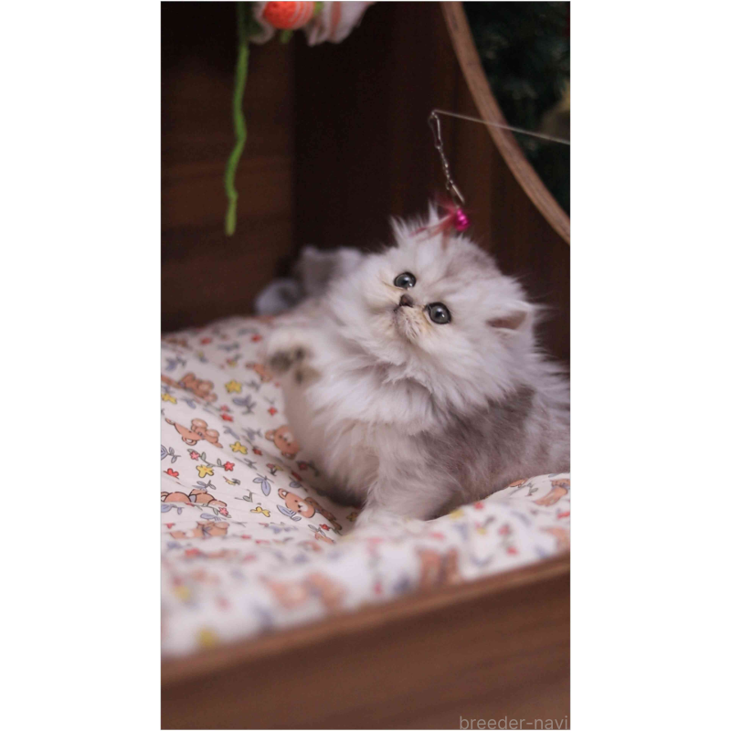 販売中の埼玉県のミヌエット-132825の2枚目