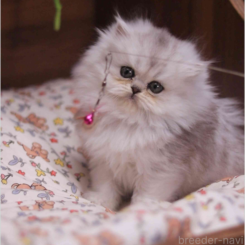 販売中の埼玉県のミヌエット-132825