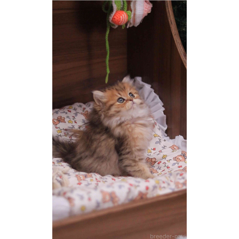 販売中の埼玉県のミヌエット-132826の12枚目