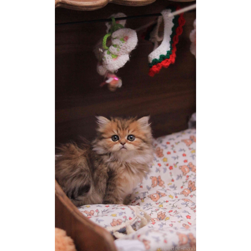 販売中の埼玉県のミヌエット-132826の11枚目