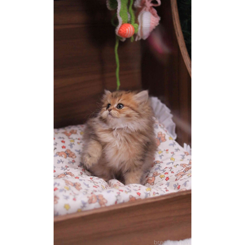 販売中の埼玉県のミヌエット-132826の10枚目