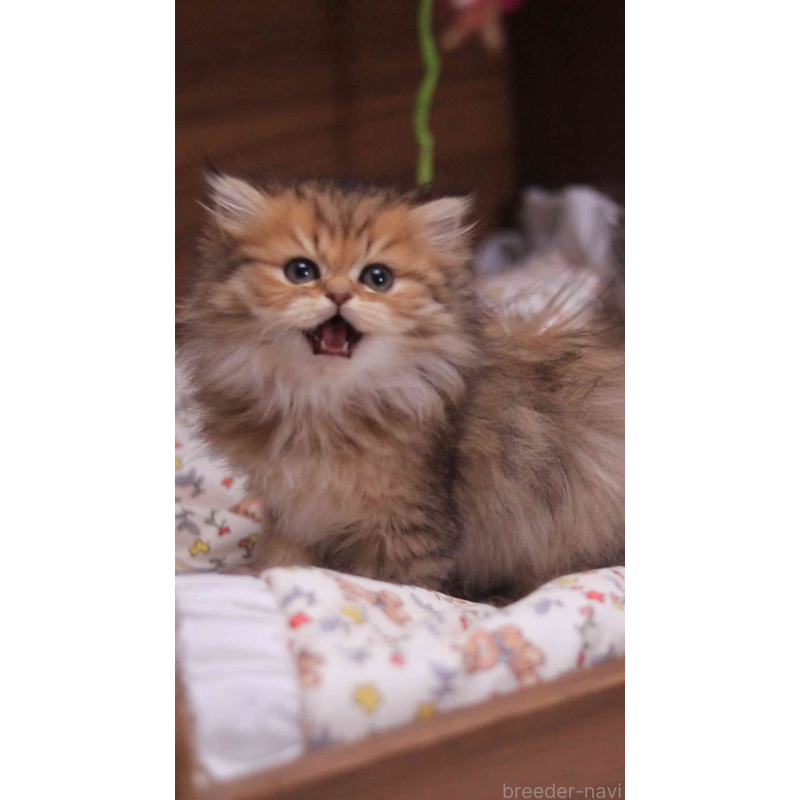 販売中の埼玉県のミヌエット-132826の9枚目