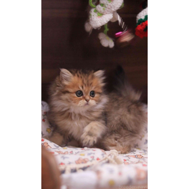 販売中の埼玉県のミヌエット-132826の6枚目