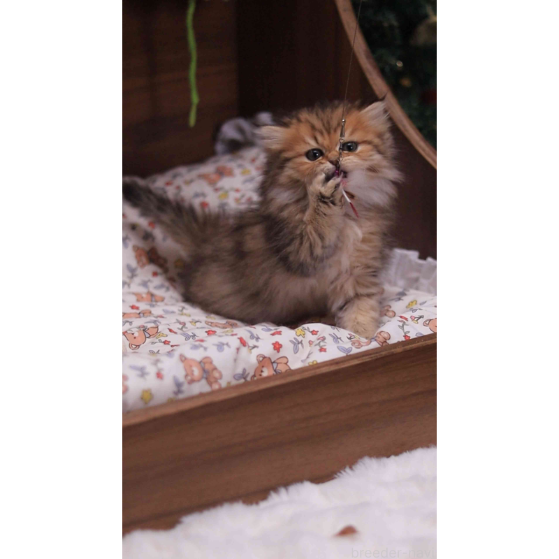 販売中の埼玉県のミヌエット-132826の5枚目