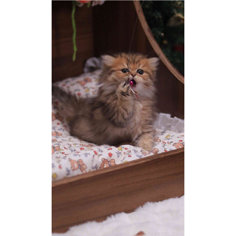 販売中の埼玉県のミヌエット-132826の4枚目