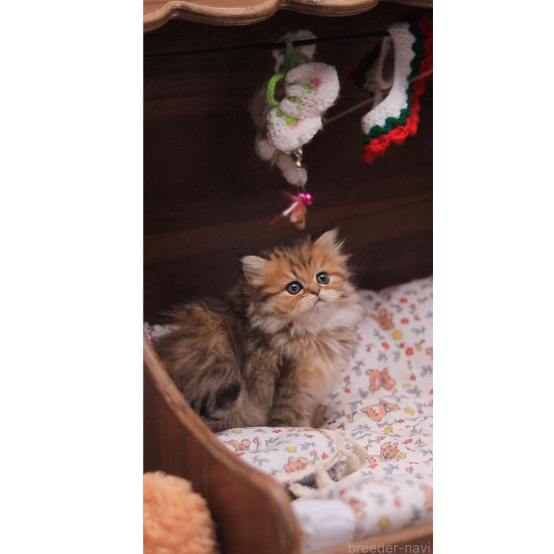 販売中の埼玉県のミヌエット-132826の3枚目